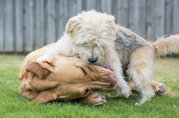 Two mixed breed dogs playing together