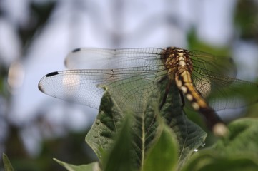 トンボの羽
