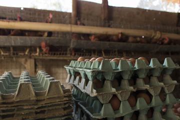 Chickens producing egg in farm in Brazil