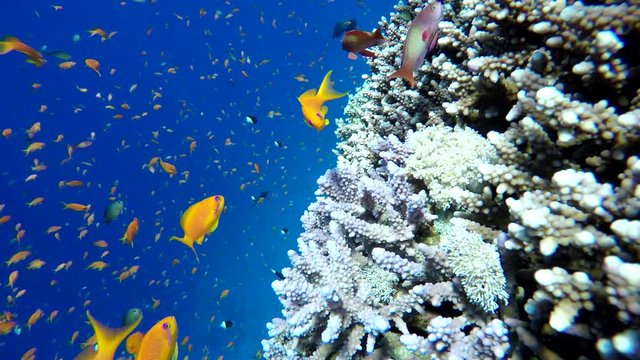 Coral reef and beautiful fish.  Underwater life in the ocean.