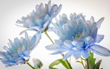 blue chrysanthemum on white background