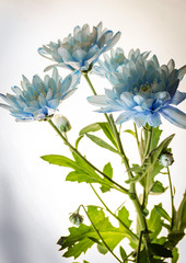 Fototapeta na wymiar blue chrysanthemum on white background