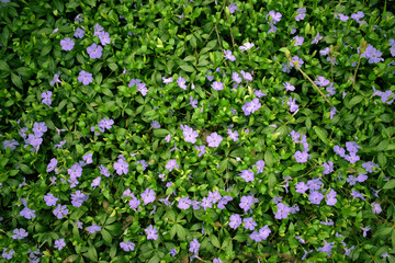 Obraz na płótnie Canvas purple spring flowers on the grass