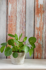 Pilea peperomioides, money plant in the pot. Isolated. Wooden background.