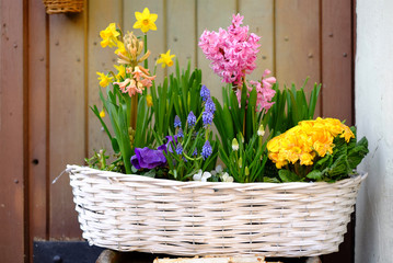 Basket with spring flowers in the garden.