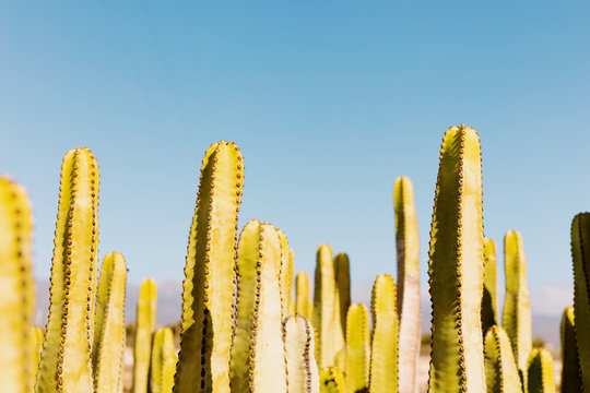 Cactus on sunset with clear blue sky on background
