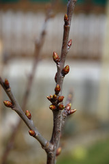 Green buds on branches in spring. Nature and blooming in spring time. Bokeh light background.