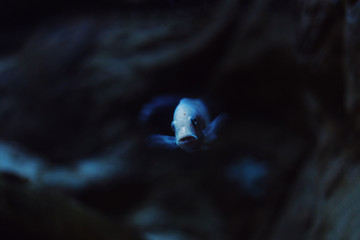 Fototapeta na wymiar Japan koi brocaded carp fish in the deep blue water