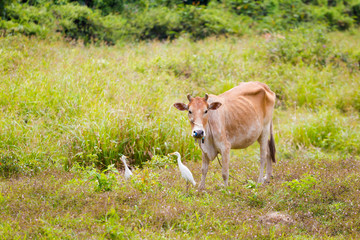 Fauna of Koh Lanta Noi
