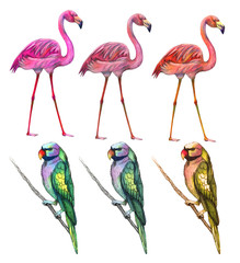 Tropical birds. Flamingo, parrot. Watercolor illustration