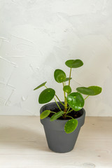 Pilea peperomioides, money plant in the pot. Isolated. White background.