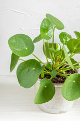 Pilea peperomioides, money plant in the pot. Isolated. White background.