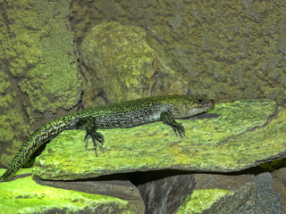Cunningham's skink, Egernia cunninghami, lives in Australia