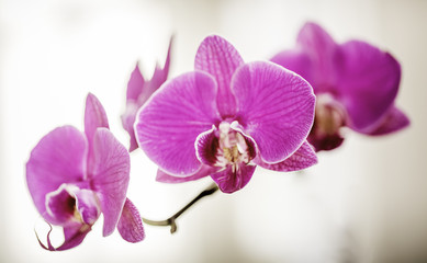 Fototapeta na wymiar Orchidées en macro