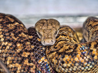Jamaican boa, Epicrates subflavus, is threatened with extinction