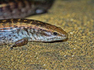 Tanimbar skink Tiliqua scincoides chimaerea, lives on only one island