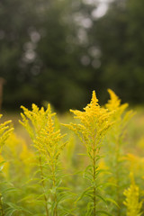 Goldenrod