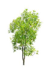 Big green tree isolated on white background