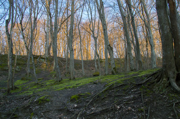 Spring in the forest. Trees. Poliana. Green grass. Sunlight.