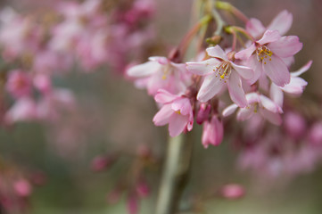 Spring. Flowering trees. Pink flowers.