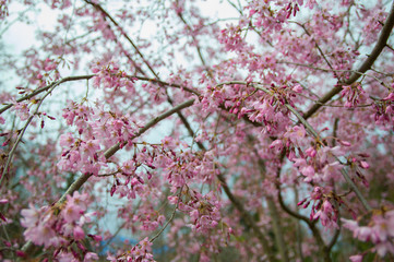 Spring. Flowering trees. Pink flowers.