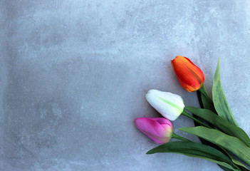 Tulips on distort concerte background with  copy space for message. Mother's Day background. Top view