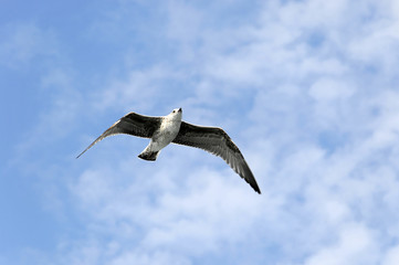 Mittelmeermöwe (Larus michahellis) im Flug, Essaouira, Marokko, Nordafrika, Afrika