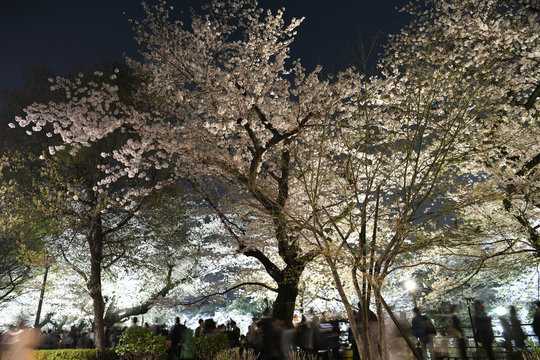 日本の東京都市景観　桜を楽しむ花見客ら（ライトアップ）＝東京都千代田区（千鳥ヶ淵）