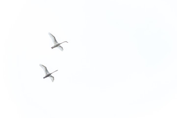 Two storks flying on white sky background