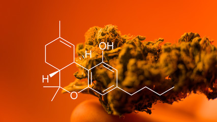 Medical Cannabis in the U.S. , California Medical Marijuana Laws