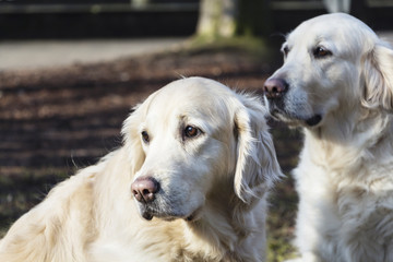 several Labrador retrievers walk in the Park.