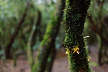 Close up of the tree with moss and lights in the forest