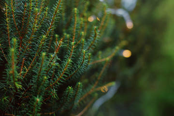 Fototapeta na wymiar Close up of the pine tree with lights in the forest
