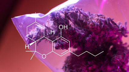 .super macro photo of the buds marijuana. The concept of therapeutic marijuana