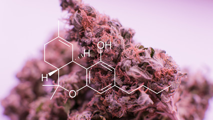 .super macro photo of the buds marijuana. The concept of therapeutic marijuana