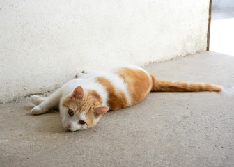Fototapeta premium Kater Katze liegend rot weiß Fell