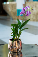 Pink orchid in copper color vase. Decoration of living room with purple flower.