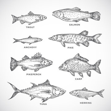 Hand Drawn Ocean or Sea and River Fish Set. A Collection of Salmon and Tuna or Pike and Anchovy, Herring, Trout, Carp Sketches Silhouettes. Engraving Style Drawings.