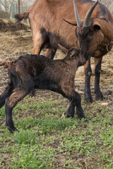 Chevreau avec sa m&egrave;re