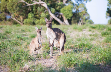 Kangaroo and joey looking at camera in the bush