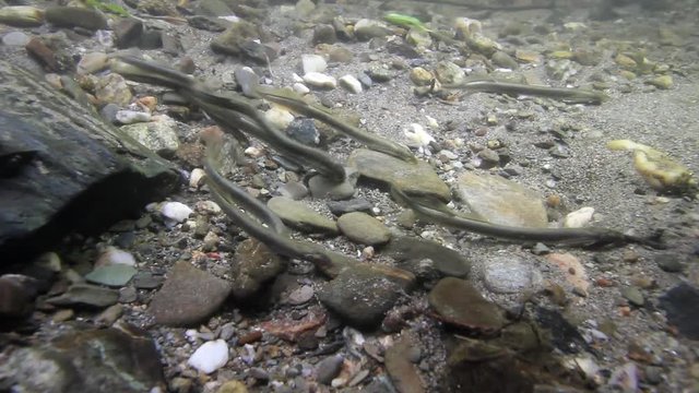 Underwater video of European Brook lamprey (Lampetra planeri) a frashwater species that exclusively inhabits freshwater environments. Spawning group of Lamprey in the clean mountain river habitat.