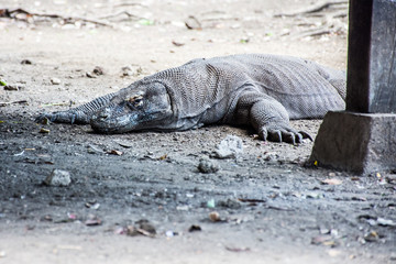 Komodo dragon.