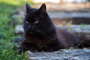 Chat
