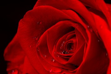 Red rose skin with water drops, rose petals.