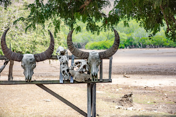 Obraz premium The skeleton of an animal