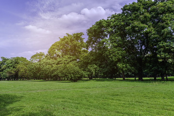 Fototapeta na wymiar Green glass and tree in public park at Sunrise background.