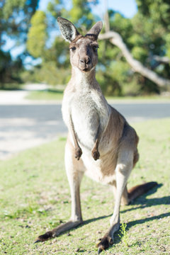Kangaroo in urban setting looking at camera