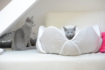 katze, russischblau, blau, russisch blau, russisch blau katze, katzen