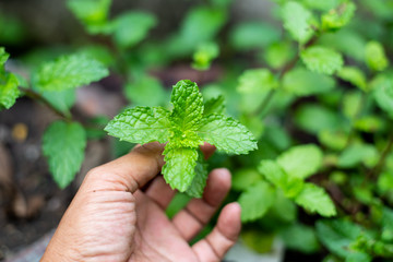 Naklejka na ściany i meble Hand holding mint leaf in the plant