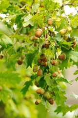 Oak nut tree. Lots of acorns fruits on the acorn tree branches against green blurred background.